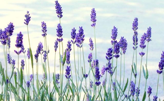 fresh lavender flowers pic